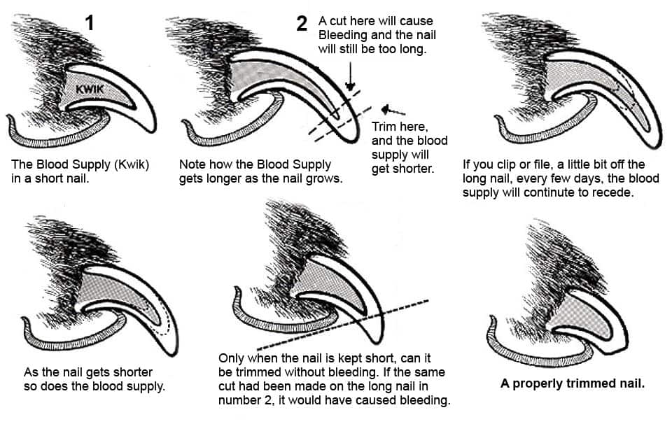 how to trim your dog's nails chart